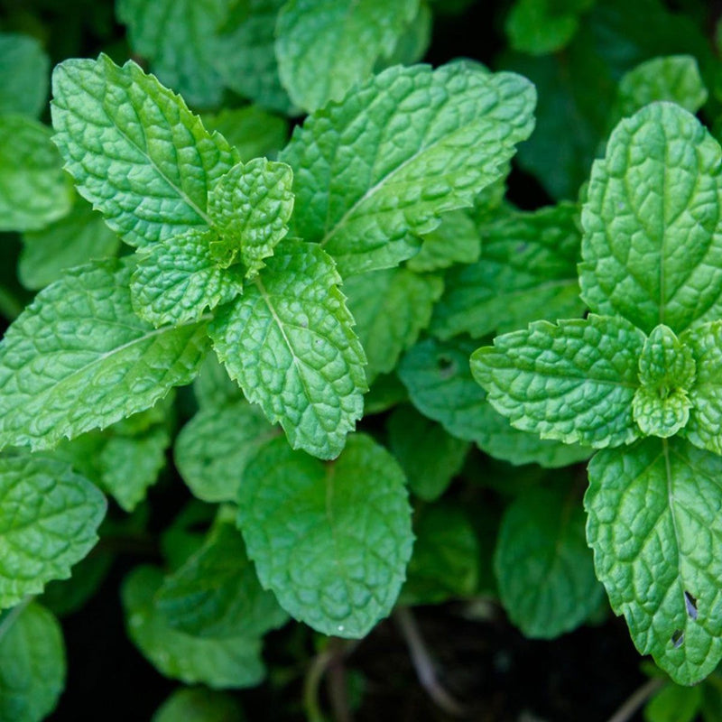Extrait de menthe poivrée