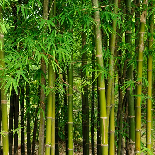 Charbon de bambou activé