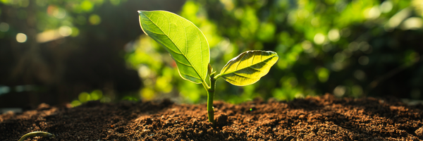 How to Celebrate Earth Day, Every Day