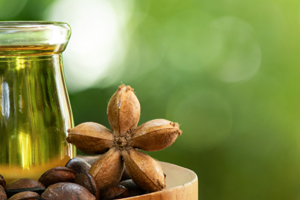 Ingredient Highlight: Sacha Inchi Seed Oil