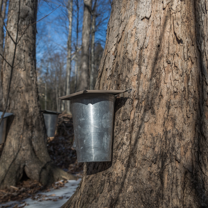 Maple sap water being extracted from trees with silver buckets