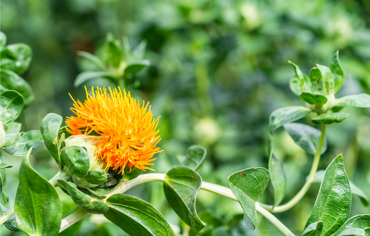 Bottle of safflower oil beside yellow safflower 