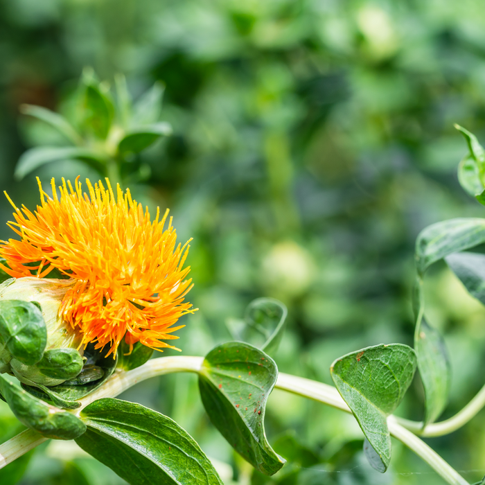 Bottle of safflower oil beside yellow safflower 