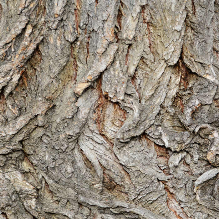 White willow bark up close