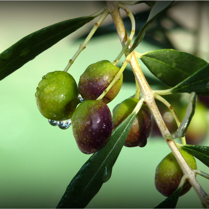 Ripening olives hanging on a branch with green leaves.