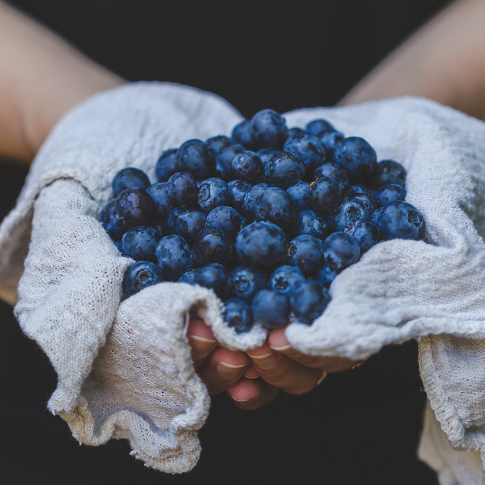 Hands holding freshly picked berries in a linen cloth. 