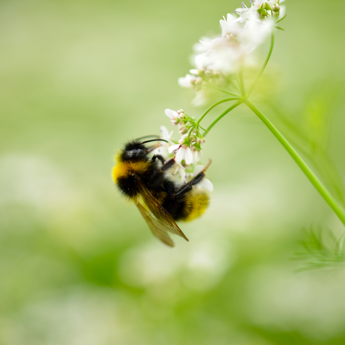 A bumblebee on a flower with blurred plants in the background