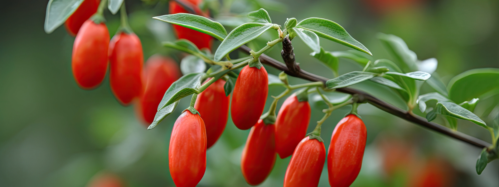 Ingredient Highlight: Goji Seed Oil