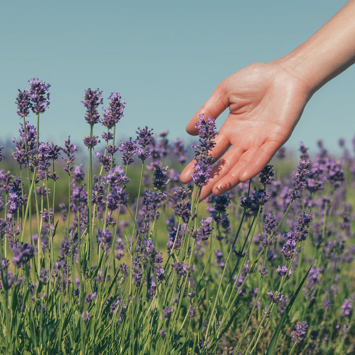 A hand stretching out to gently cradle purple lavender flowers sticking up from the lush green grass below.