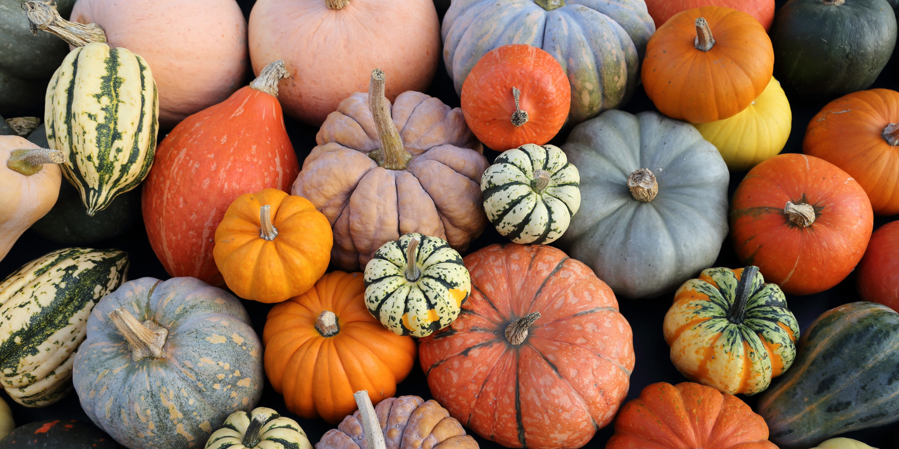 pumpkins superfood skincare ingredients | pumpkin seed oil