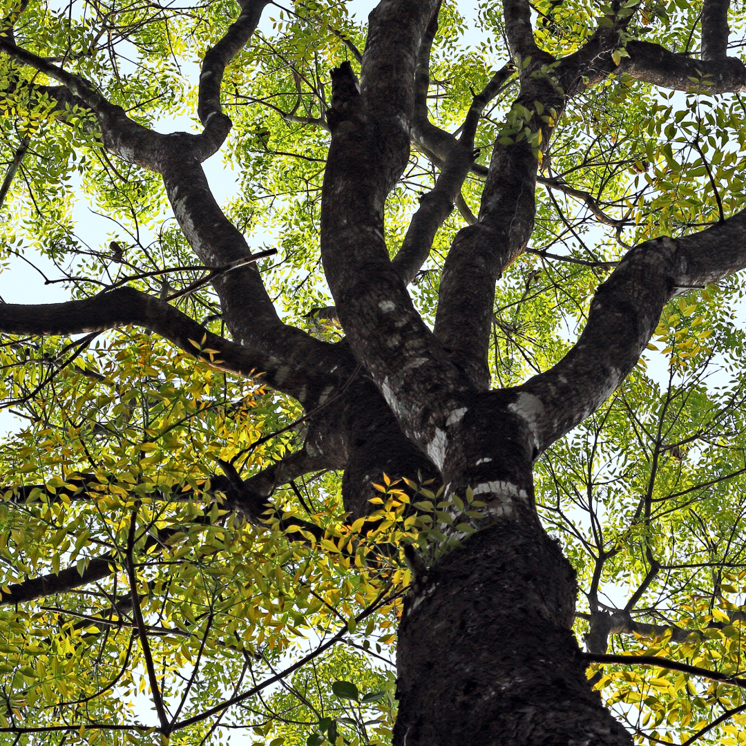 Mahogany Bark (Vegan Collagen)
