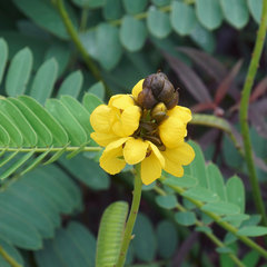 Séné (Acide hyaluronique végétalien)