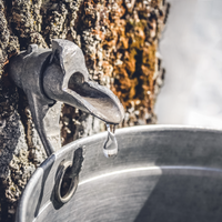 Maple Sap Water