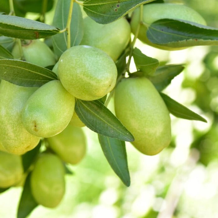 Huile de graine de jojoba