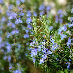 Rosemary Leaf Oil