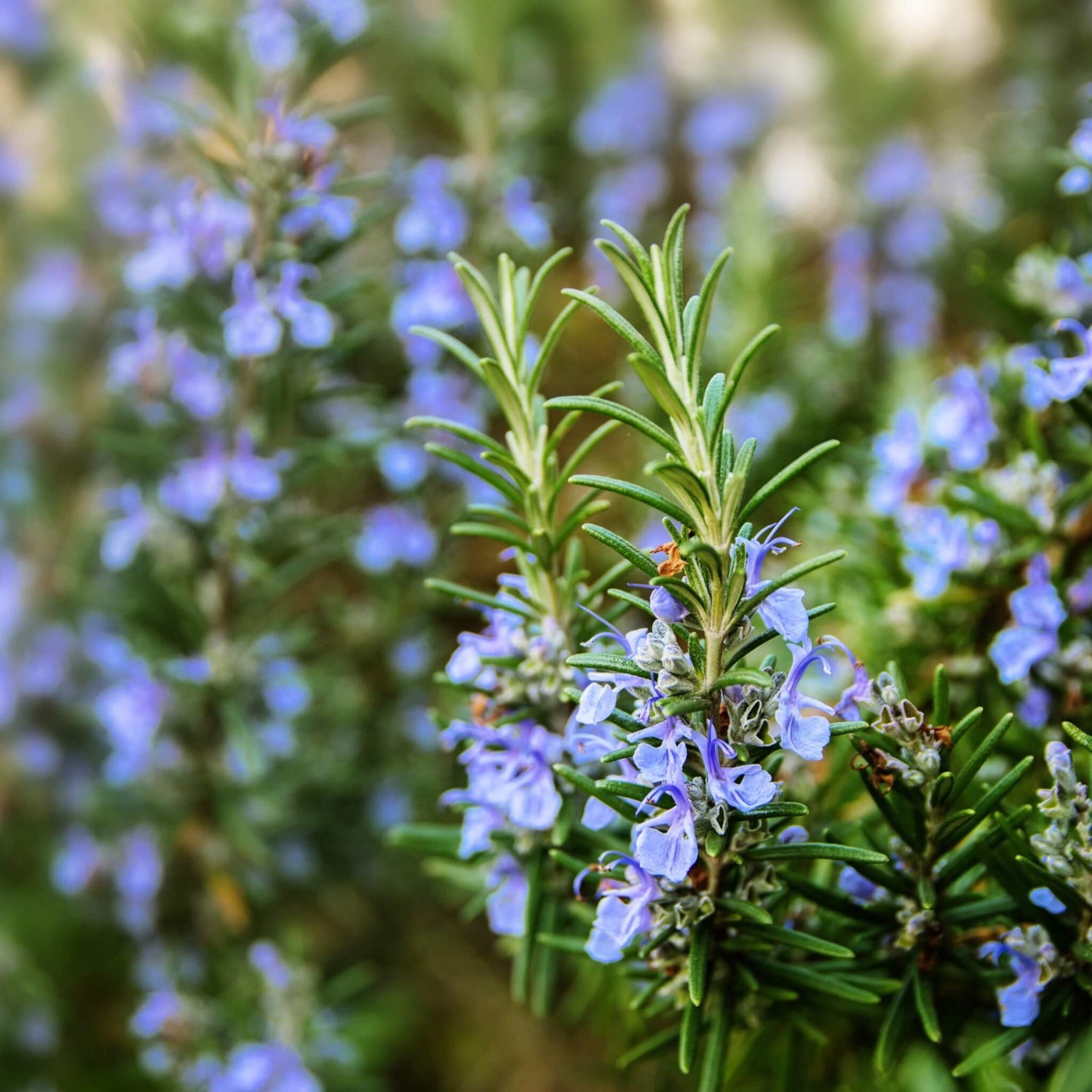 Rosemary Leaf Oil