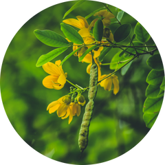 acide hyaluronique