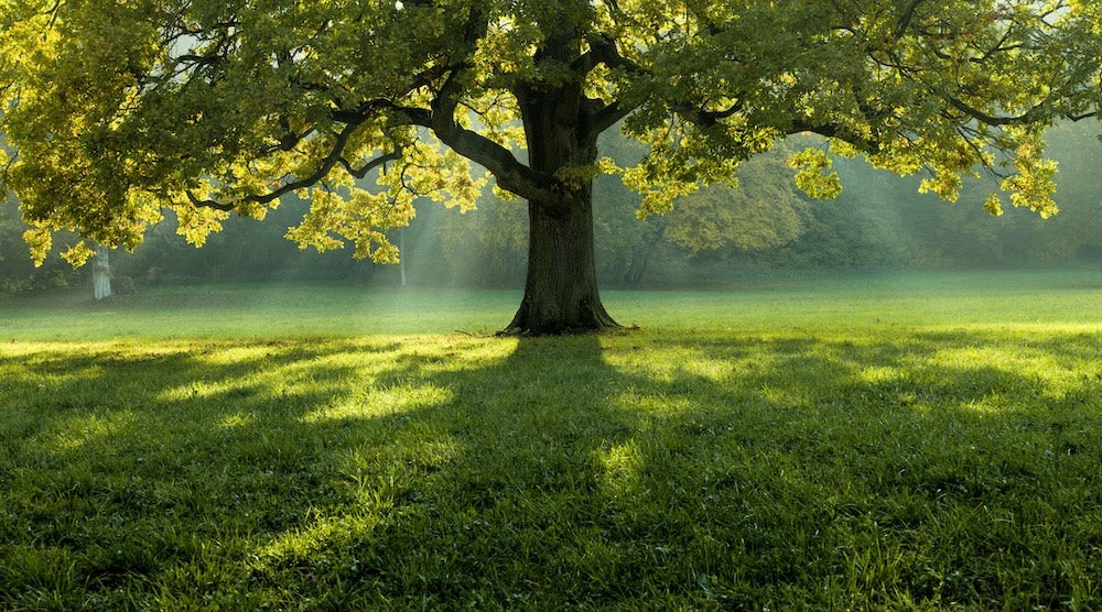 We plant a tree for every order